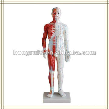 ISO Modelo de Acupuntura Humana con anatomía muscular, 60CM Modelo de Acupuntura Masculina